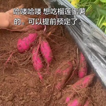 榴莲蜜薯