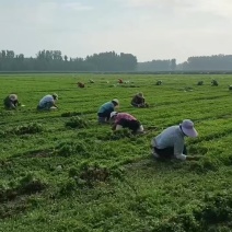 芹菜苗法国皇后量大从优