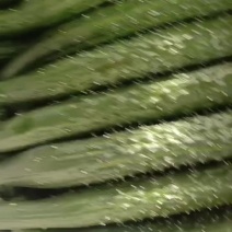山东密刺黄瓜