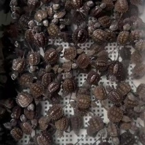 佛鳄龟纯种大头爆刺佛鳄龟苗