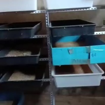 黄粉虫。