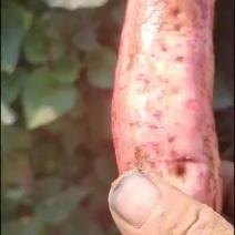红薯