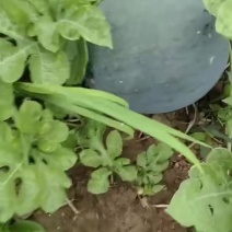 精品无籽西瓜已大量上市