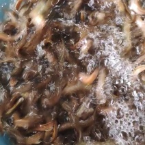 水产泥鳅鱼苗