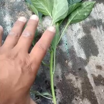 薄皮辣椒苗