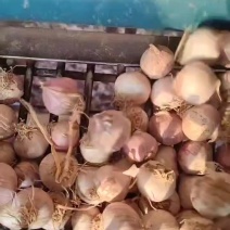 辽宁独头蒜