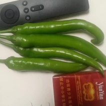 云南高山辣椒产地一手货源，保质保量规格齐全，可视频看货