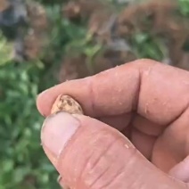 本地鲜花生支持电商市场全国代发欢迎一亩田联系