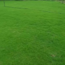 贺州本地马尼拉，量大价优，包送货。