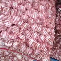 鲜白皮大蒜50-60规格也有30规格的