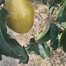 红酥梨皇冠梨