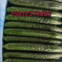 贵州新苗密刺黄瓜，青瓜，产地直发保质保量一手货源。
