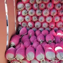 精品哈密瓜西州蜜17号大量有货质量保证