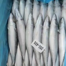 300/400鲅鱼17斤装