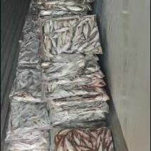 源头批发开肚白条鱼冻板，三个规格，量大批发，全国冷链发
