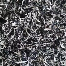 木耳丝