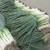分葱