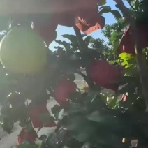 广西三红蜜柚即将上市，大量有货，需要的老板可以联系