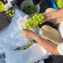 夏邑三模促早大棚阳光玫瑰