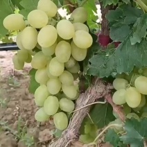 宁夏本地维多利亚陆续上市了，需要的朋友欢迎前来选购