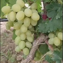 宁夏维多利亚大量上市了