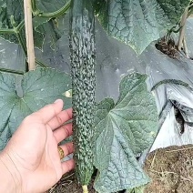 #贵州新苗密刺黄瓜、青瓜，产地直发、保质保量、欢迎咨询。