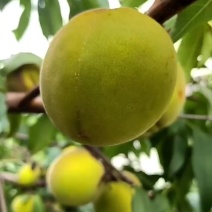 黄桃大量上市