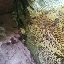 凉山野土蜂蜜加qwoert120
