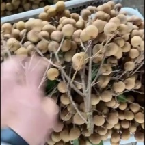 储良龙眼
