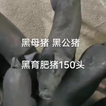 苏太猪母猪