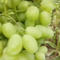 夏县维多利亚葡萄大量上市