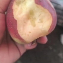 各种苹果大量上市