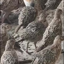 七彩山鸡公鸡