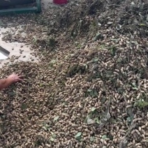 鲜花生大量上市一手资源人工捡一遍机器筛一遍自家几百亩