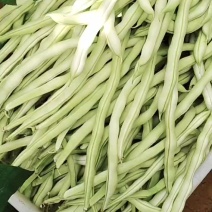 精品白架豆王，大量上市，诚信经营，现摘现采，保质保量