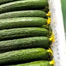 精品黄瓜