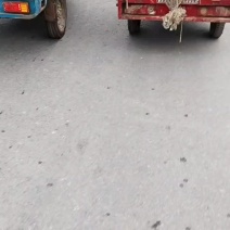 黑皮无籽