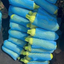 西葫芦