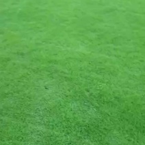 马尼拉草皮