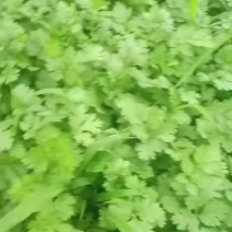 精品大叶香菜