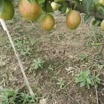 七号梨