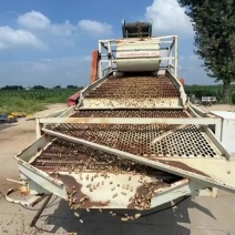 鲜花生大量供应产地直发