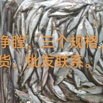 白条鱼餐条鱼白肖丰餐开肚净膛