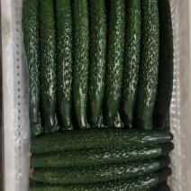 山东莘县精品干花黄瓜大量上市，一手货源，现摘现发
