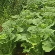 大白菜