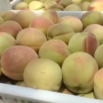 北京十四毛桃大量上市中有需要客商联系