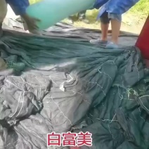 广西冬瓜