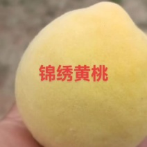 地标产区锦绣黄桃上市中，质优价美
