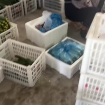 细条精品密刺黄瓜，基地直供