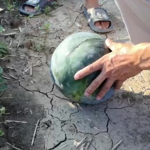 精品无籽西瓜